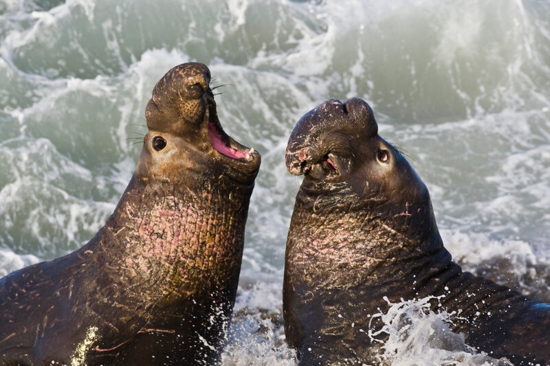Two Elephant Seals
