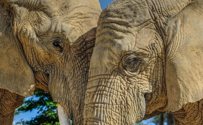 Two Elephants Close-up