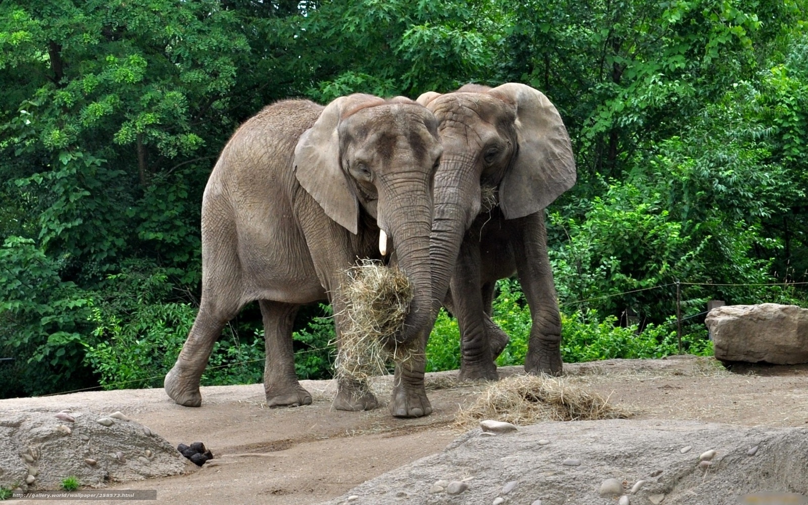 Two elephants eating hay
