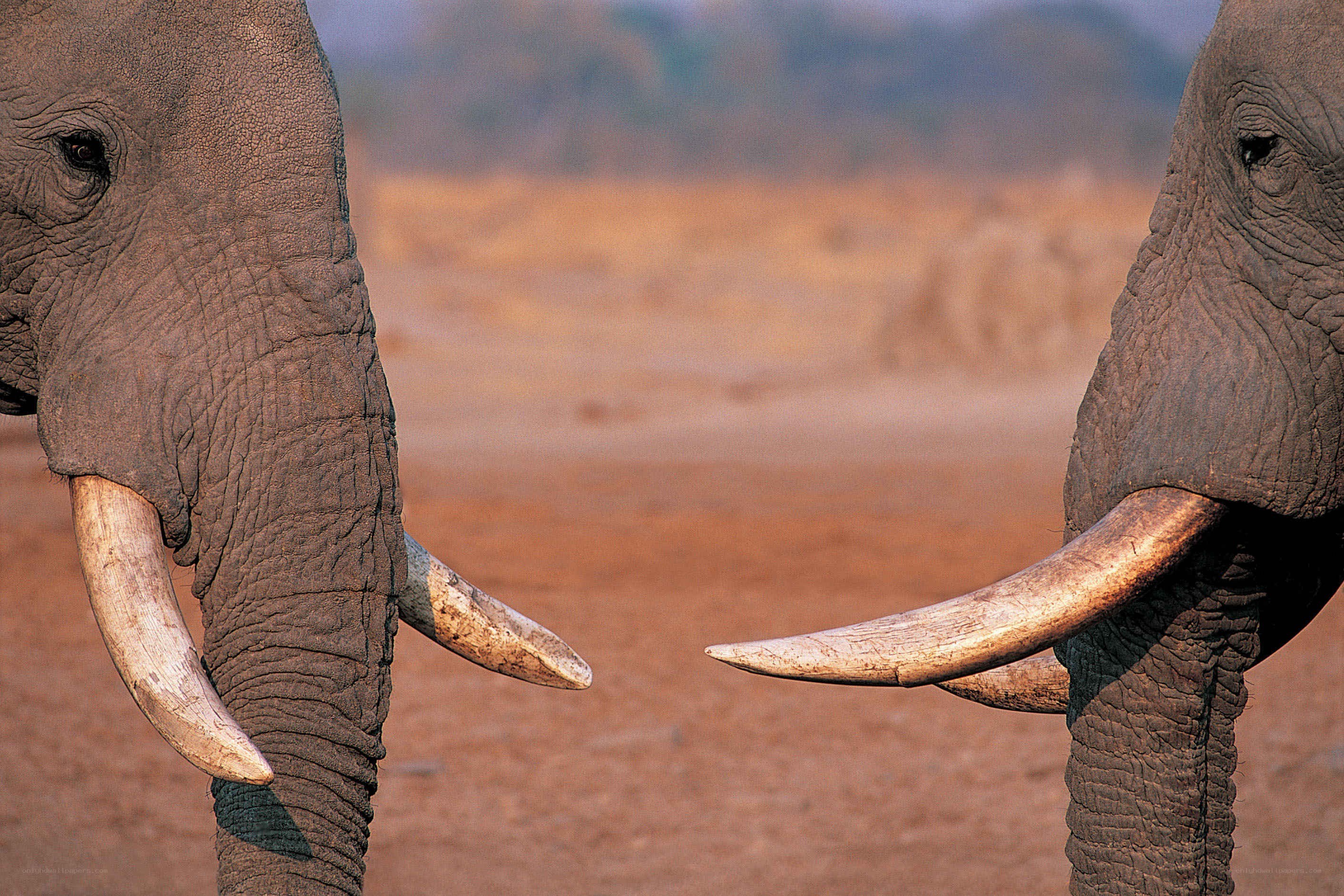 Two elephants facing each other