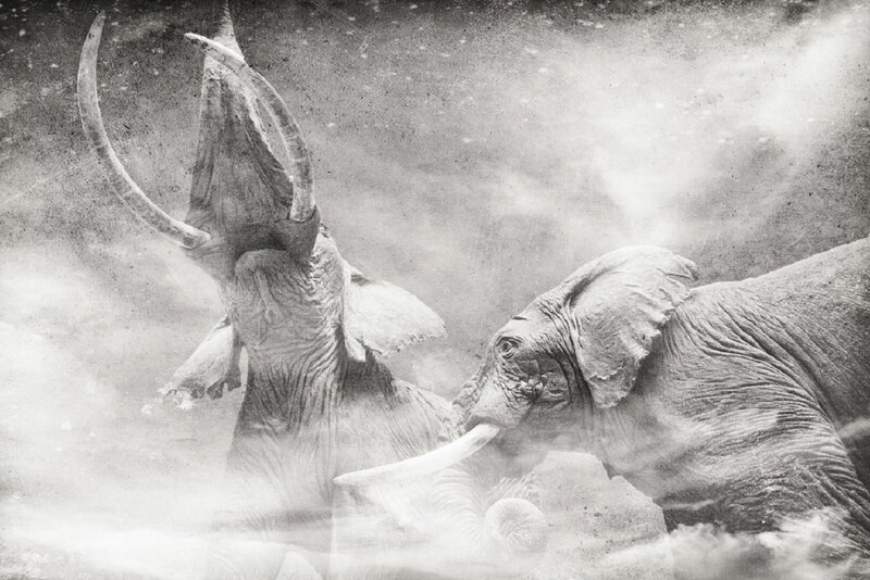 Two Elephants Fighting — Black