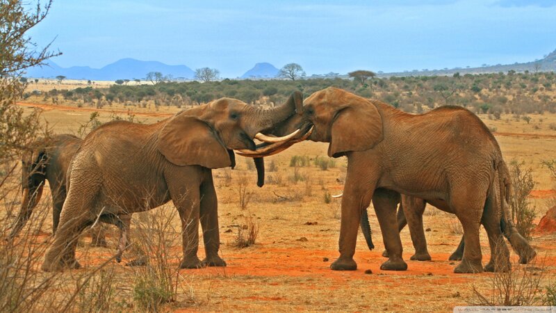 Two Elephants Fighting — Brown