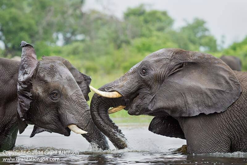 Two Elephants Fighting — Gray, Dramatic, Photograph