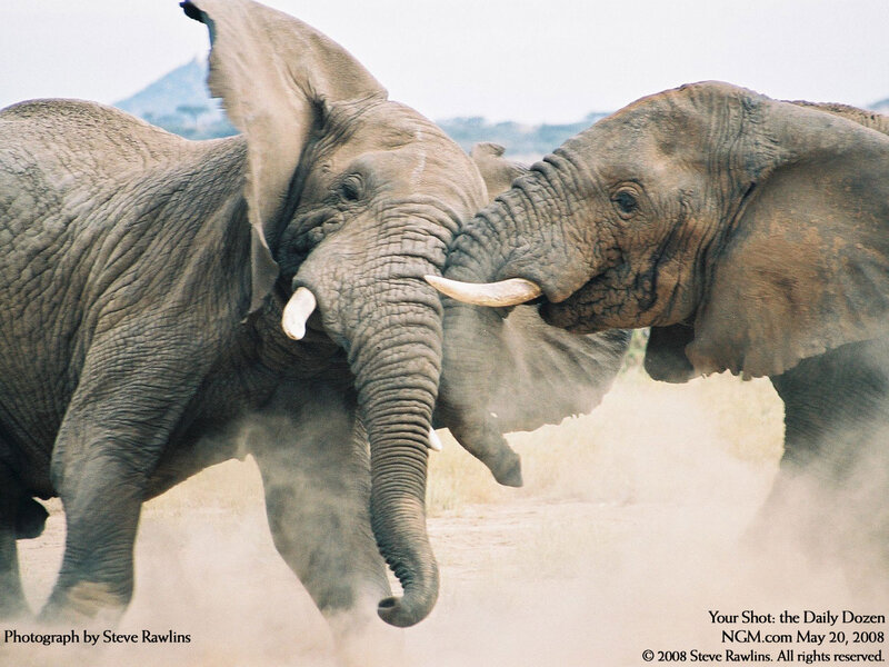 Two Elephants Fighting — Gray, Dramatic