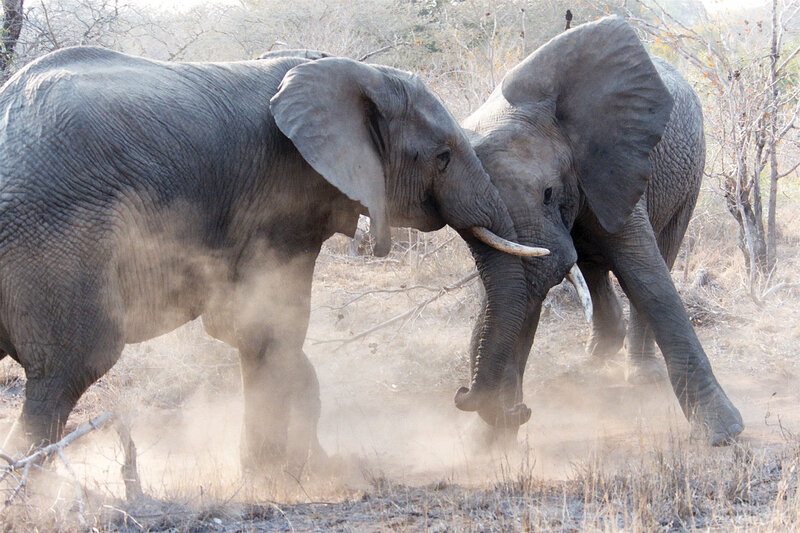 Two Elephants Fighting — Gray, Dynamic