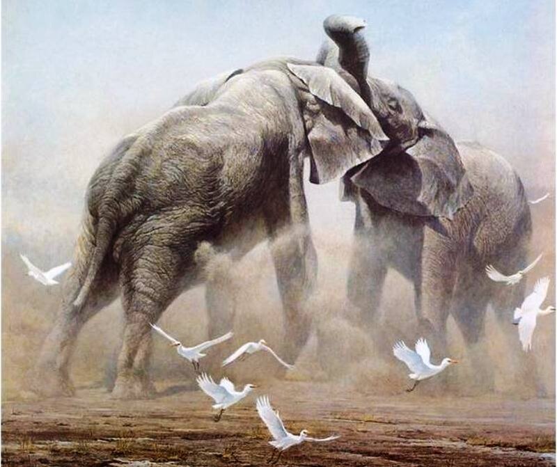 Two Elephants Fighting — Gray
