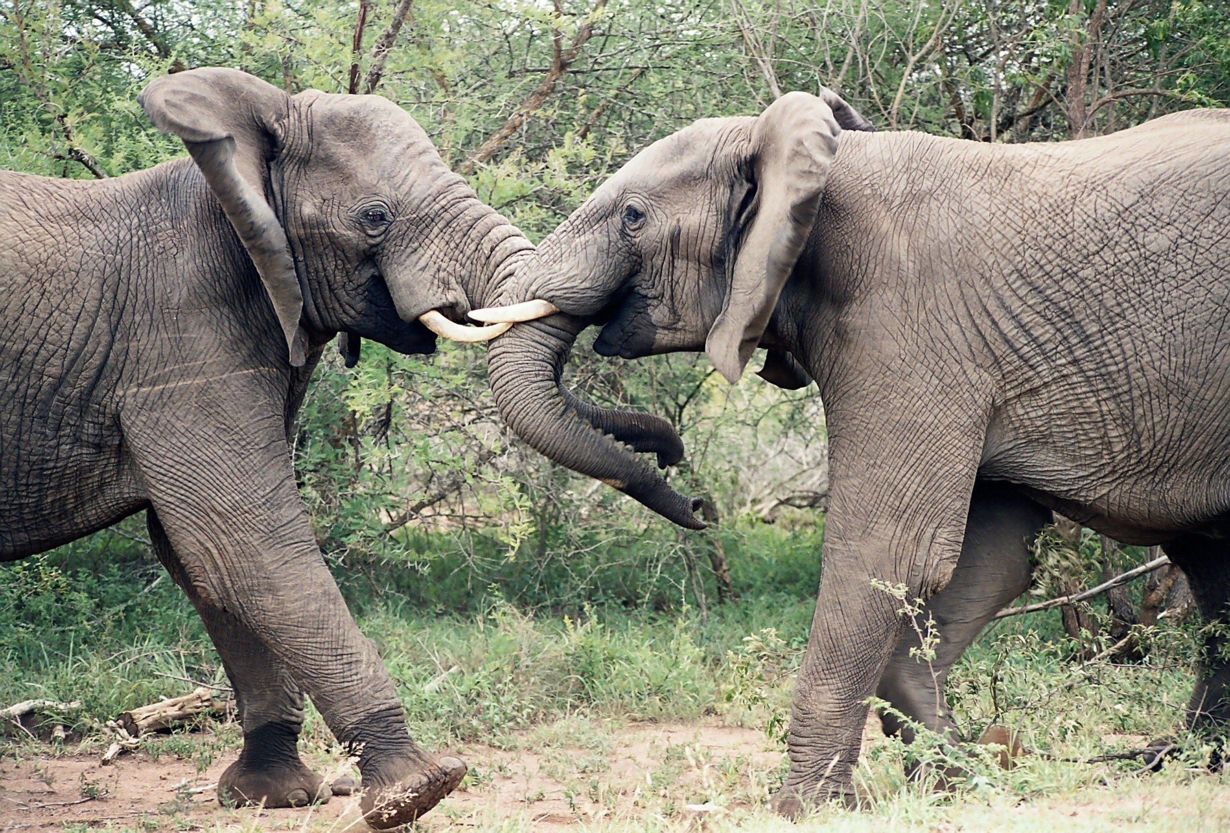 Two elephants fighting in the wild