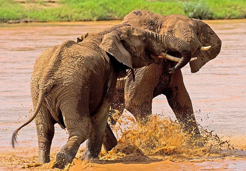 Two Elephants Fighting