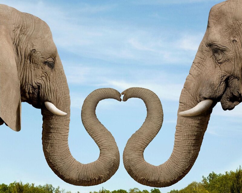 Two Elephants Forming Heart — Blue