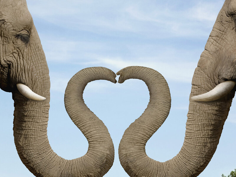 Two Elephants Forming Heart — Gray