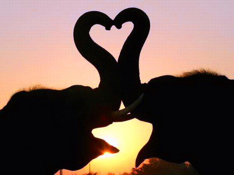 Two Elephants Forming Heart — Orange