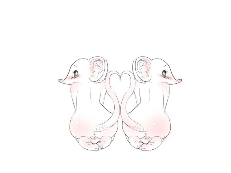 Two Elephants Forming Heart — White