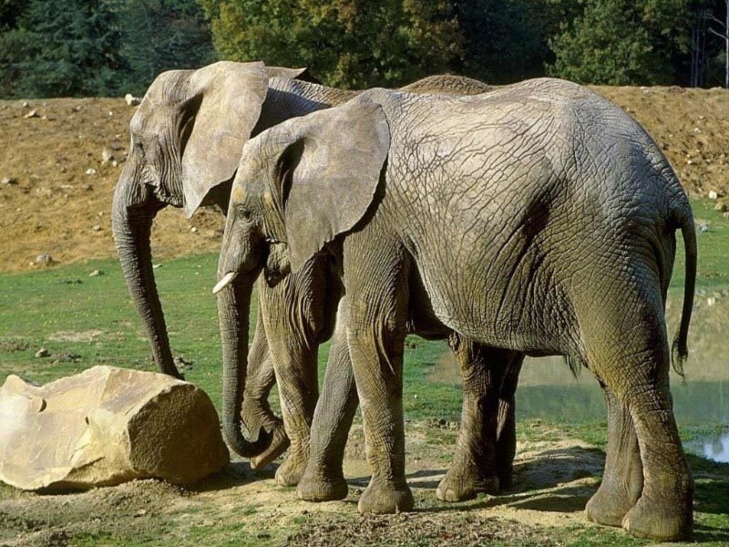 Two elephants in a natural setting