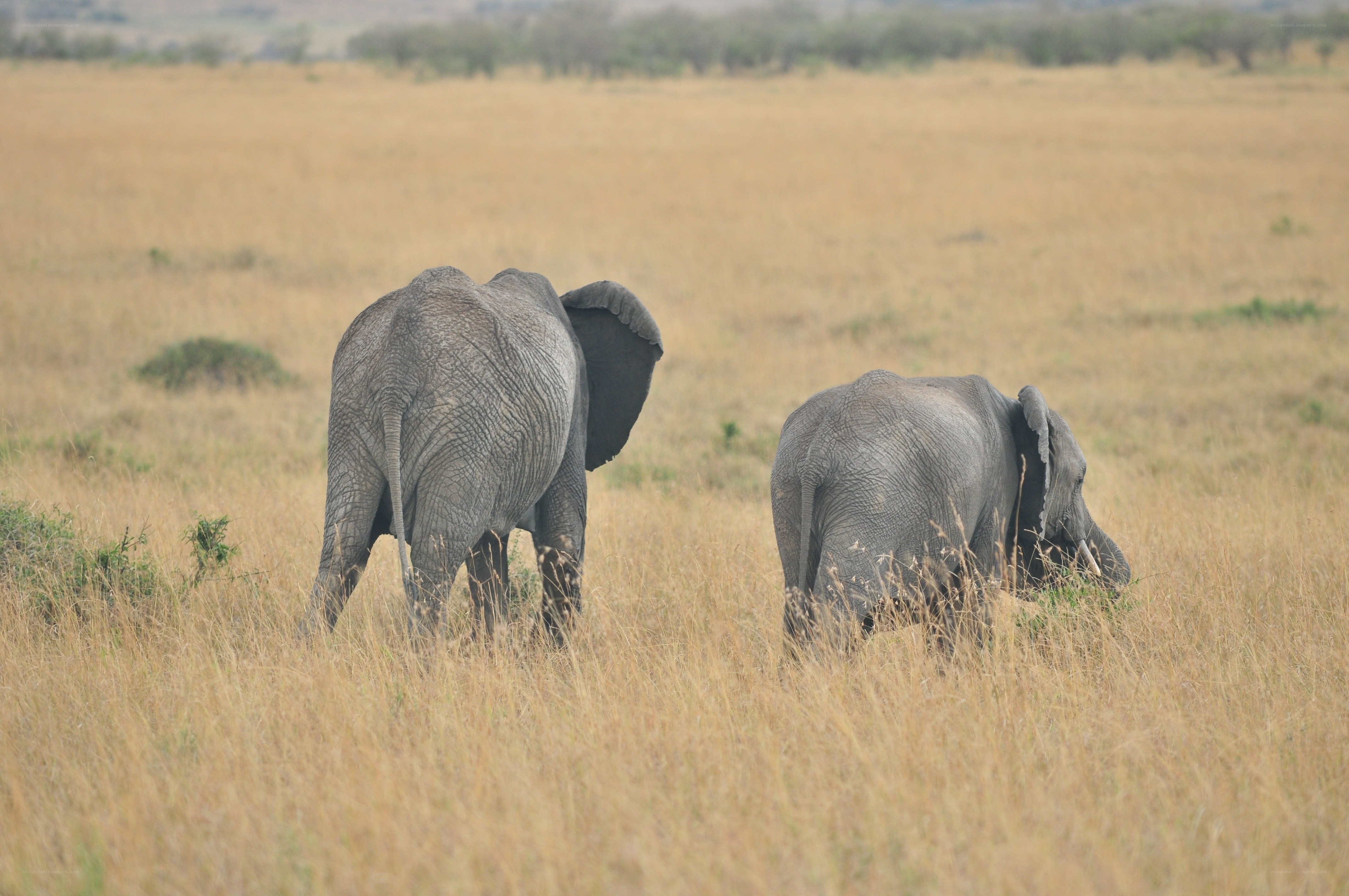 Two elephants in a savanna