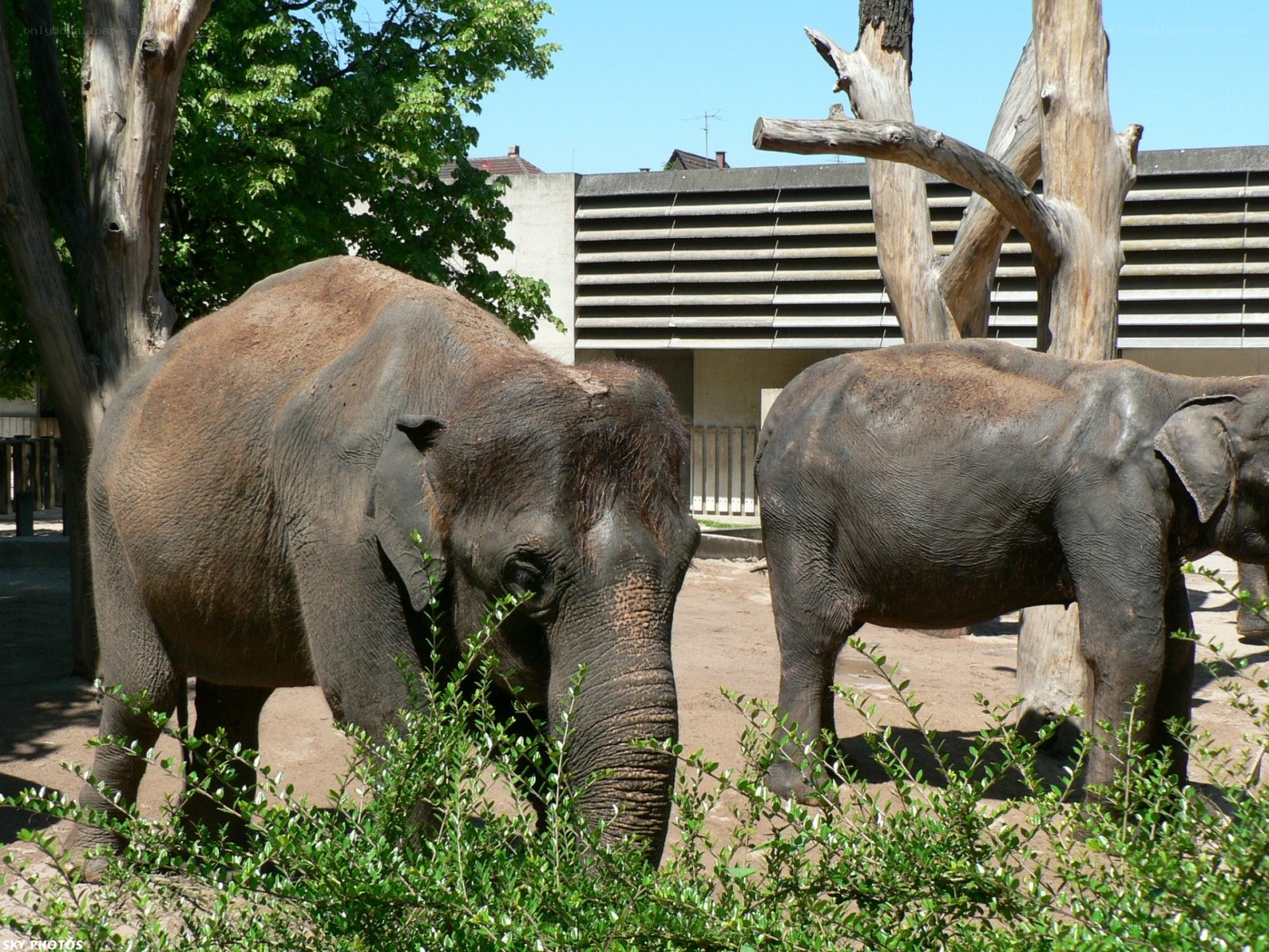 Two elephants in a zoo enclosure