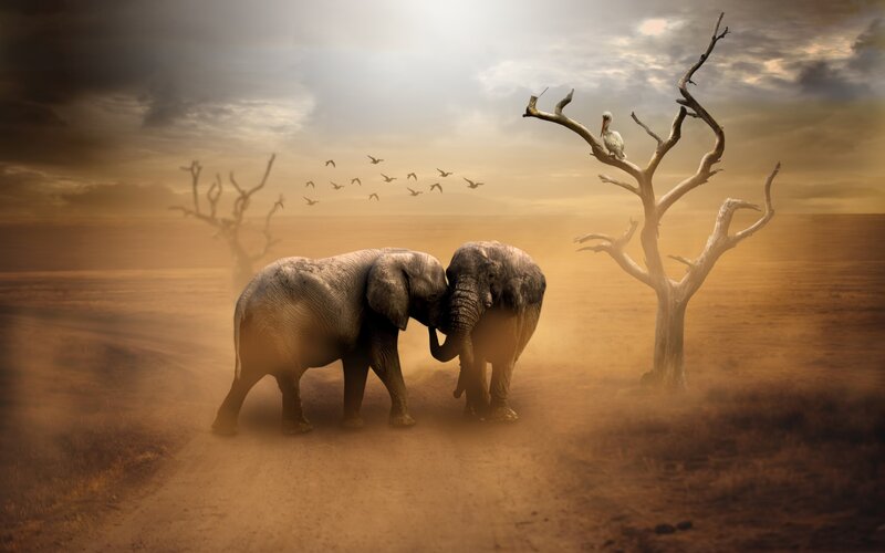 Two Elephants in Desert