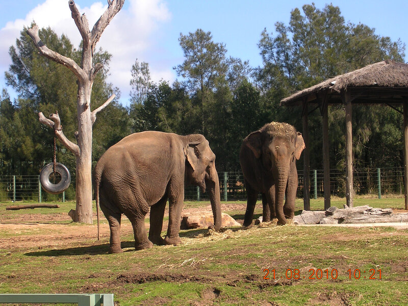 Two Elephants in Enclosure