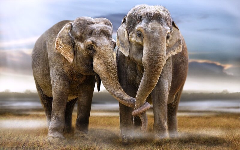 Two Elephants in Field — Gray, Dramatic