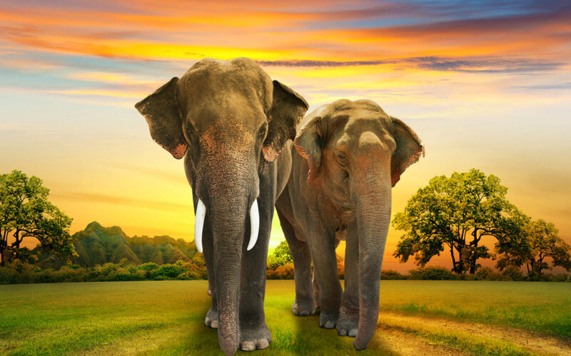 Two Elephants in Field — Green