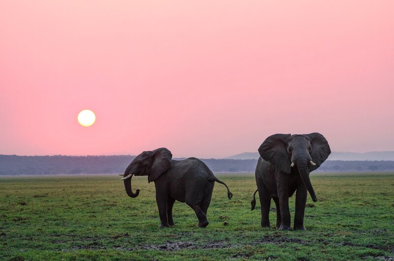 Two Elephants in Field — Pink