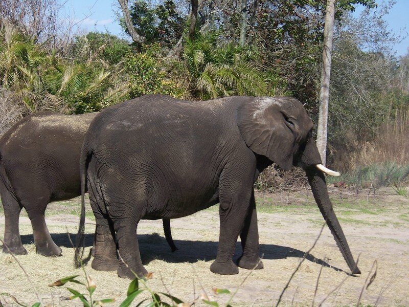 Two Elephants in Field