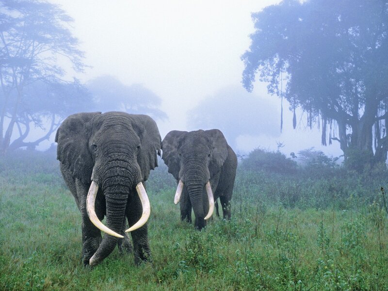 Two Elephants in Fog — Green