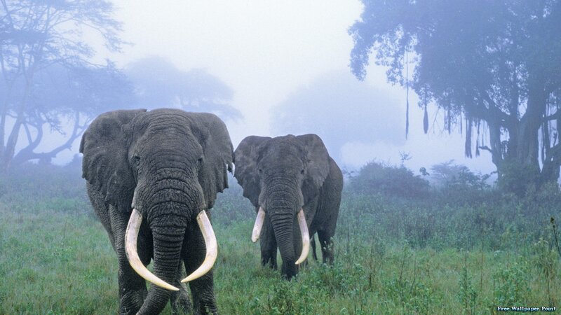 Two Elephants in Fog