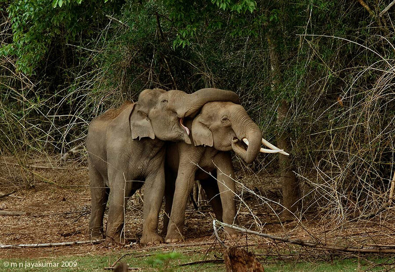 Two Elephants in Forest