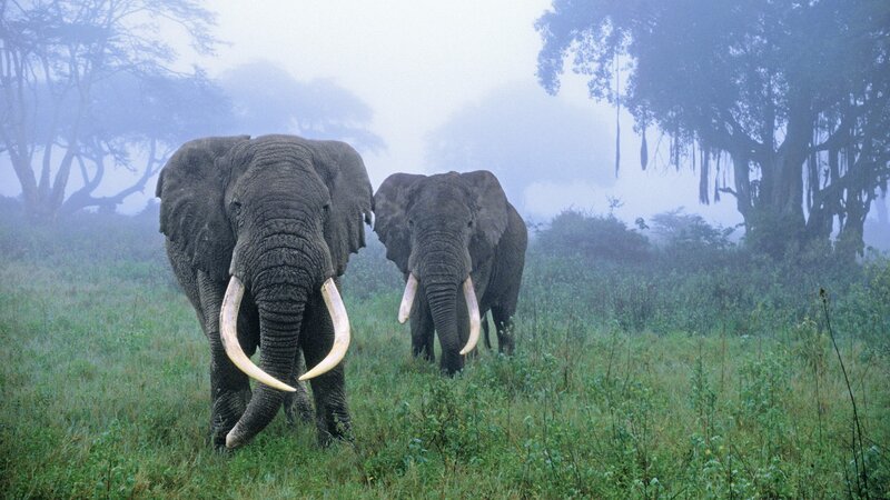 Two Elephants in Grass — Green, Misty