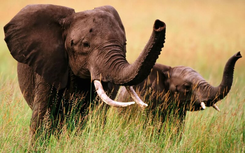 Two Elephants in Grass — Green