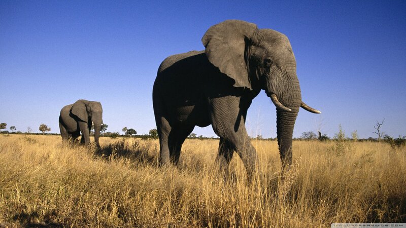 Two Elephants in Grassland — Blue