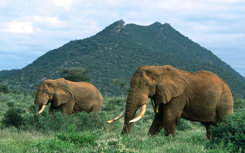 Two Elephants in Grassland