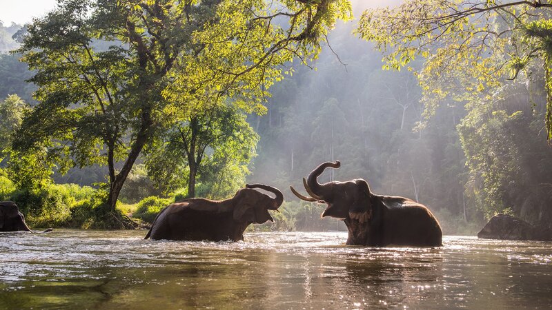 Two Elephants in River