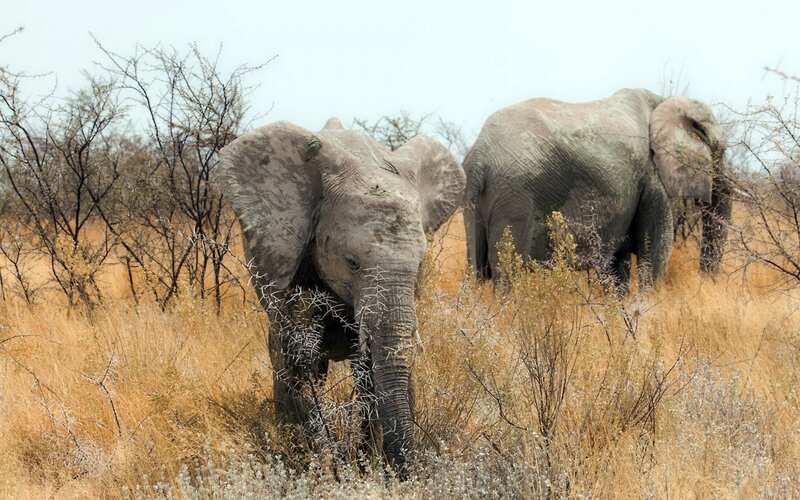 Two Elephants in Savanna — Brown, Natural