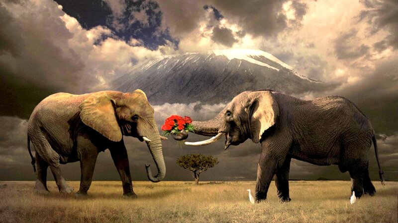 Two Elephants in Savanna — Brown