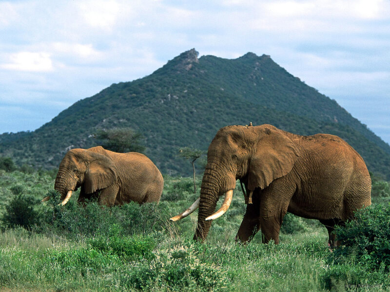 Two Elephants in Savanna — Green, Serene