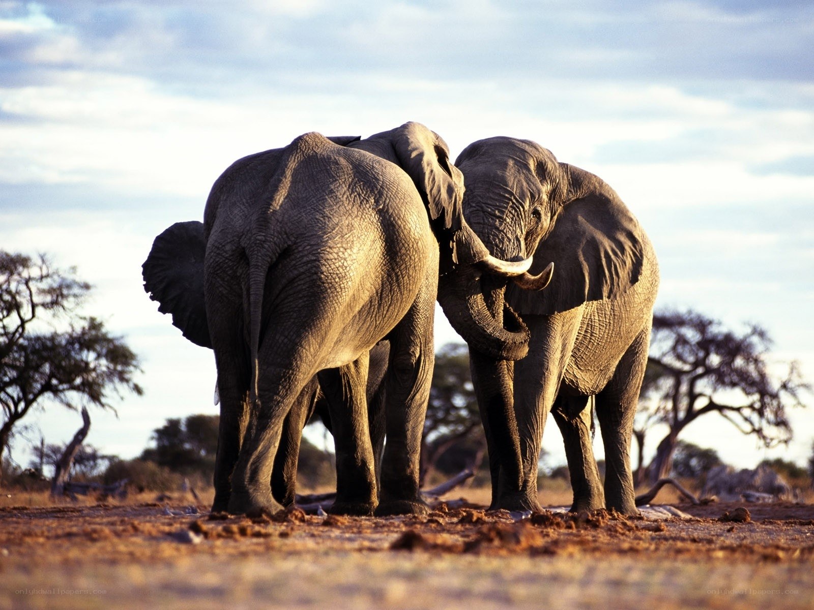 Two elephants in savanna