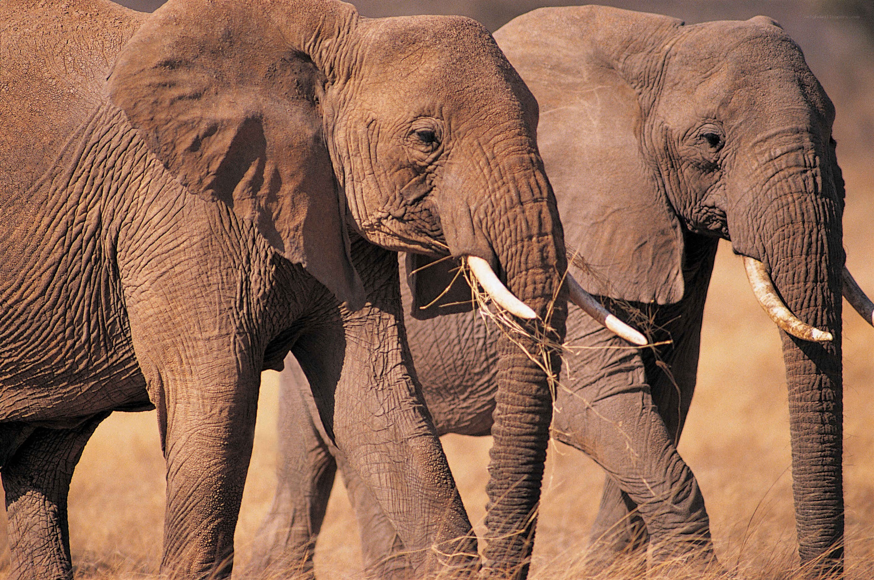 Two elephants in the savanna