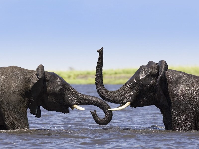 Two Elephants in Water — Blue