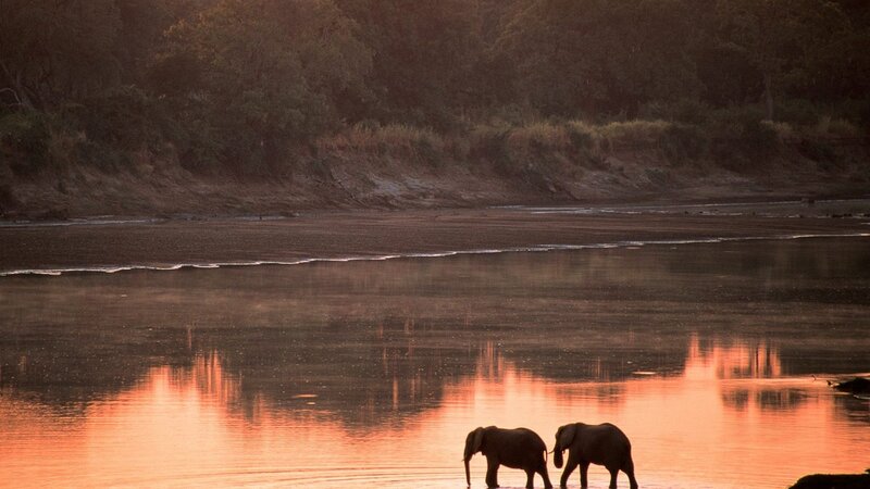 Two Elephants in Water — Orange