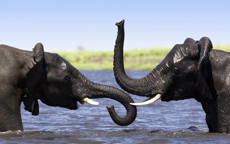 Two Elephants in Water
