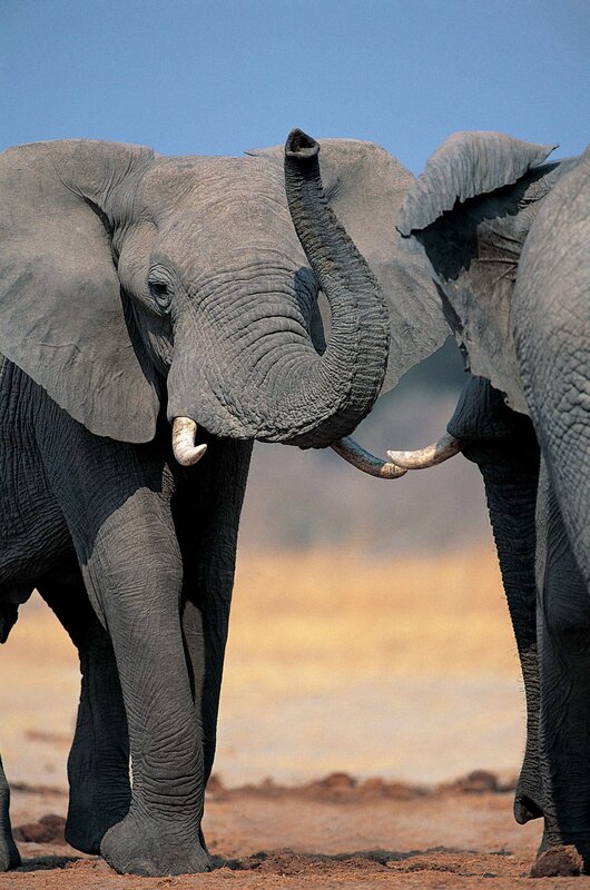 Two elephants interacting