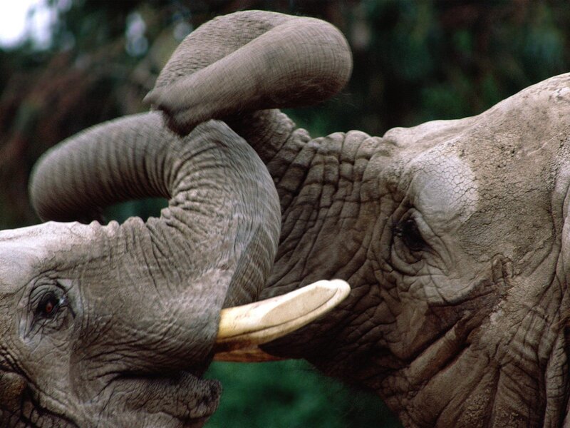 Two elephants interacting
