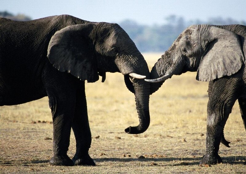 Two elephants interacting