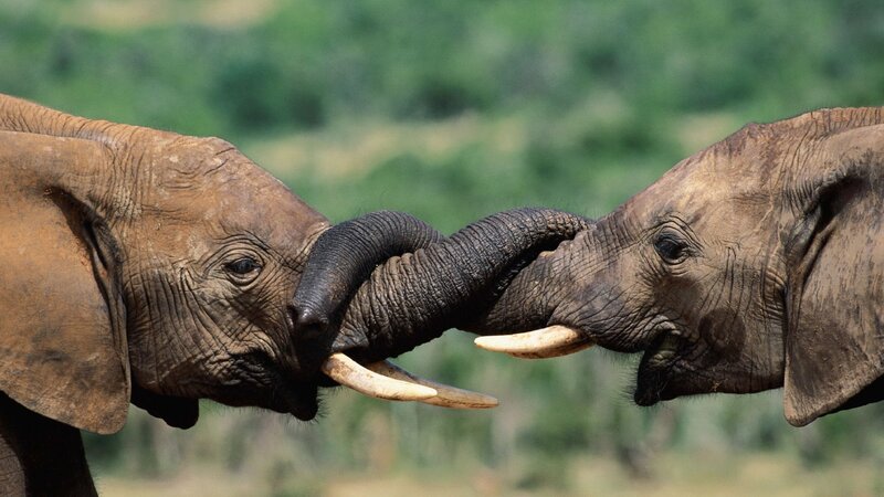 Two Elephants Interacting — Brown, Calm, Afternoon