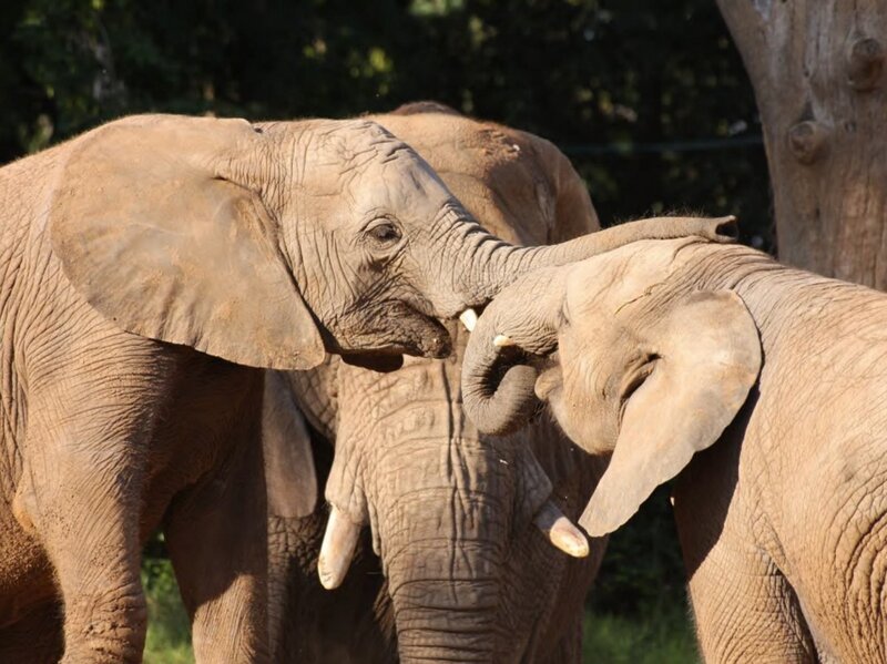 Two Elephants Interacting — Brown, Calm