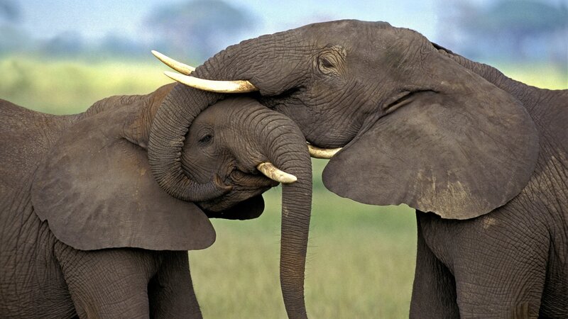 Two Elephants Interacting — Gray, Calm