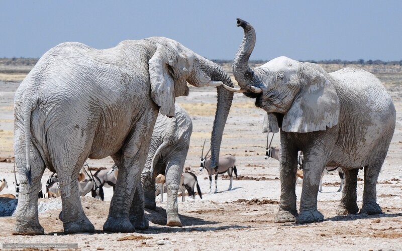 Two Elephants Interacting — Gray, Natural, Afternoon