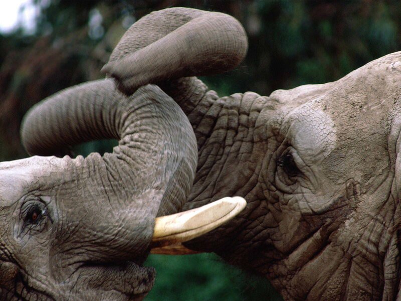 Two Elephants Interacting — Gray, Natural