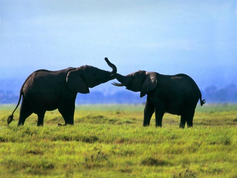 Two Elephants Interacting — Green